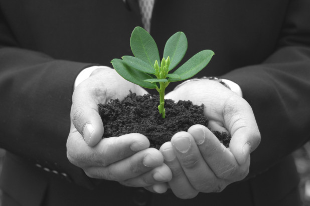 plant growing representing business growth strategies- guest post by female leader Sharon Hadary